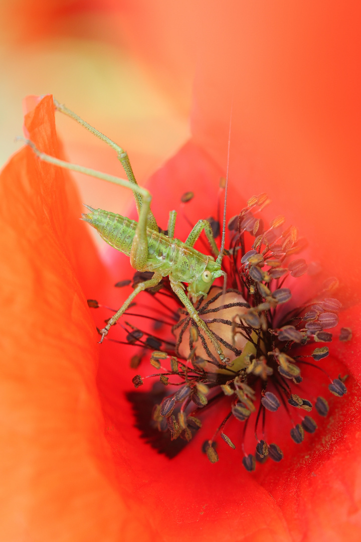 Eintauchen ins ROT