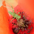 Eintauchen ins ROT