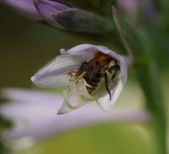 - eintauchen ins Schlaraffenland -