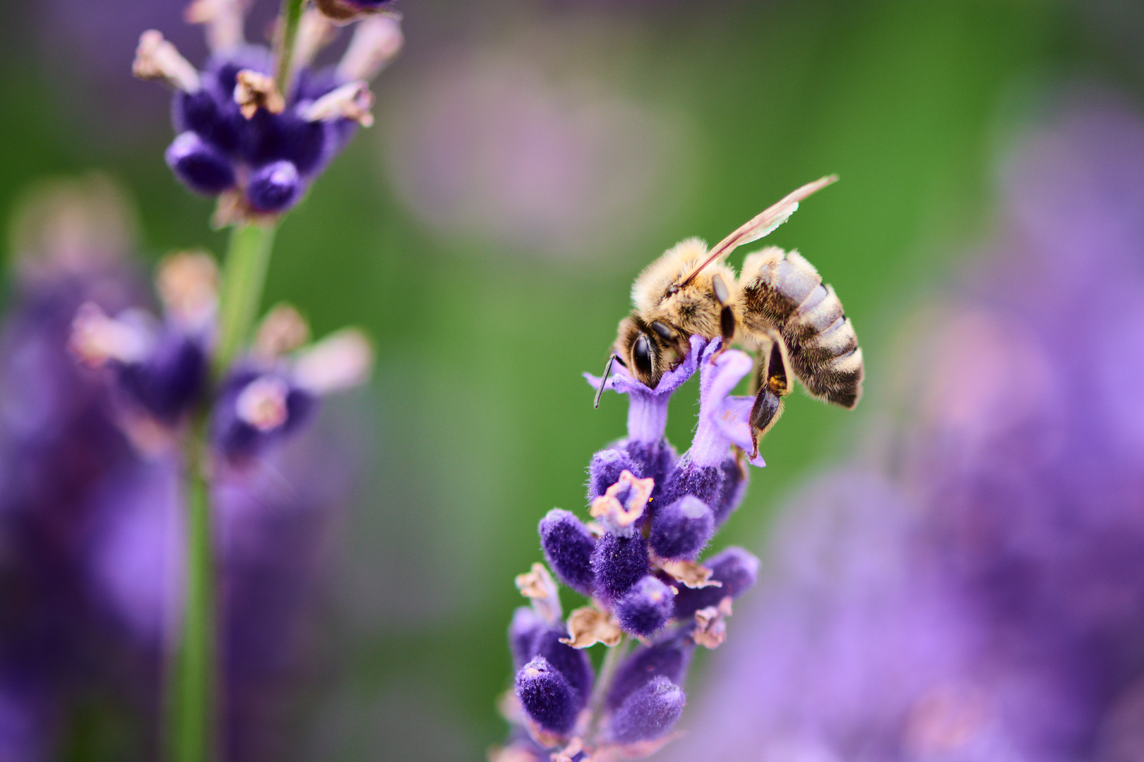 Eintauchen ins violett