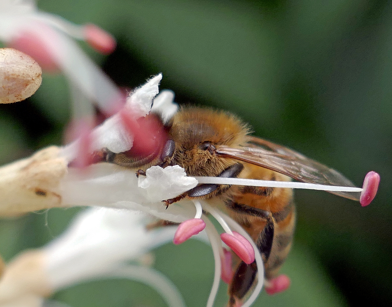 Eintauchen und Pollen sammeln