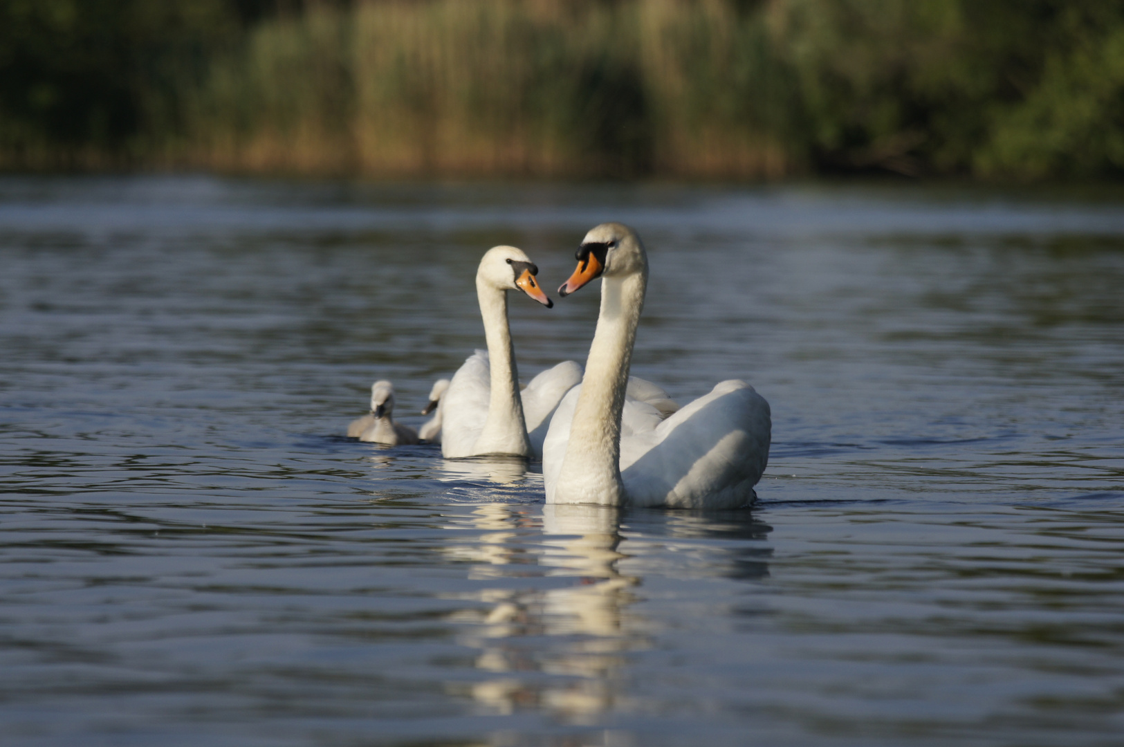 einträchtige familie