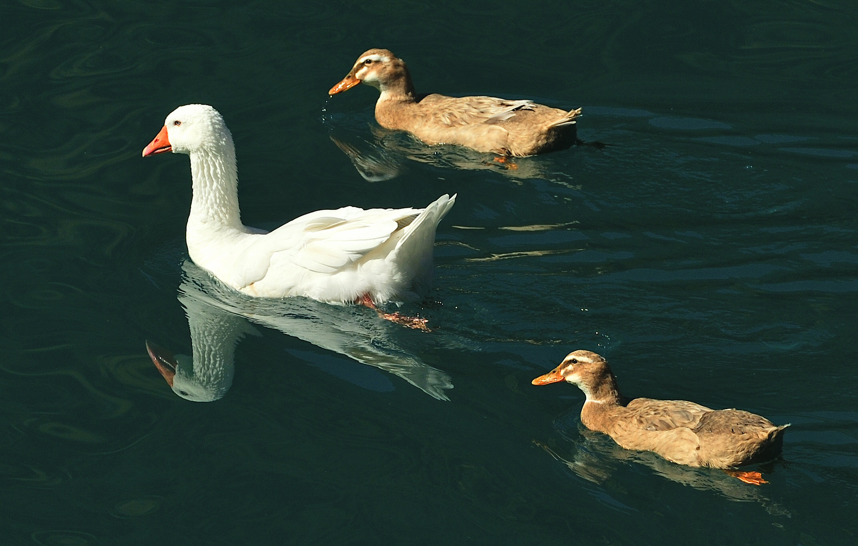 Einträchtiges Trio