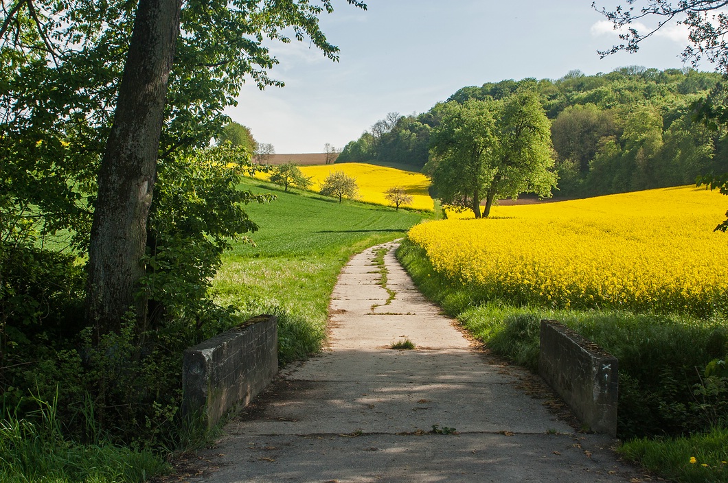 Eintritt ins Rapsland