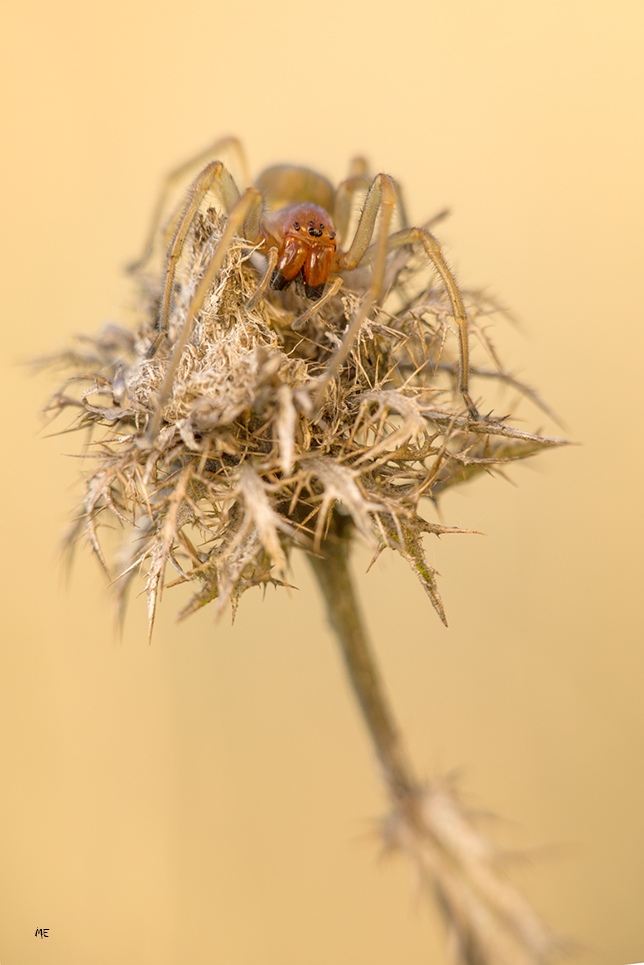 Einwanderer