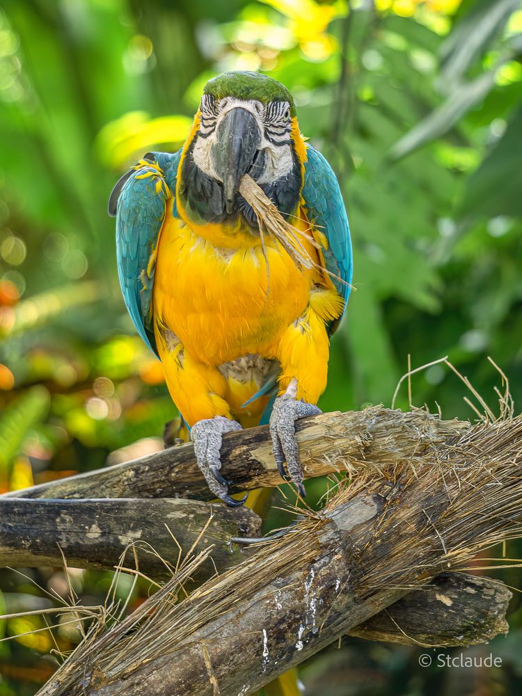 Einwanderer Foto & Bild natur, tiere, wildlife Bilder auf