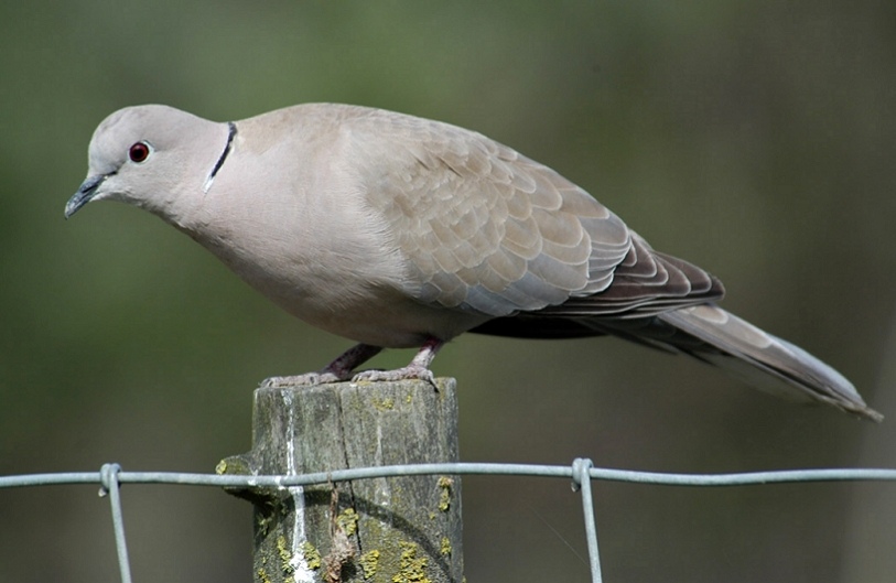 Einwanderer gibt es in der Vogelwelt auch...