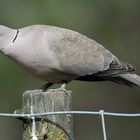 Einwanderer gibt es in der Vogelwelt auch...