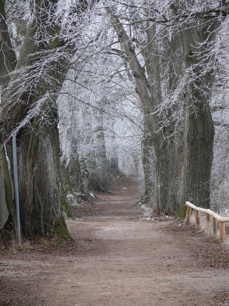 Ein_Weg