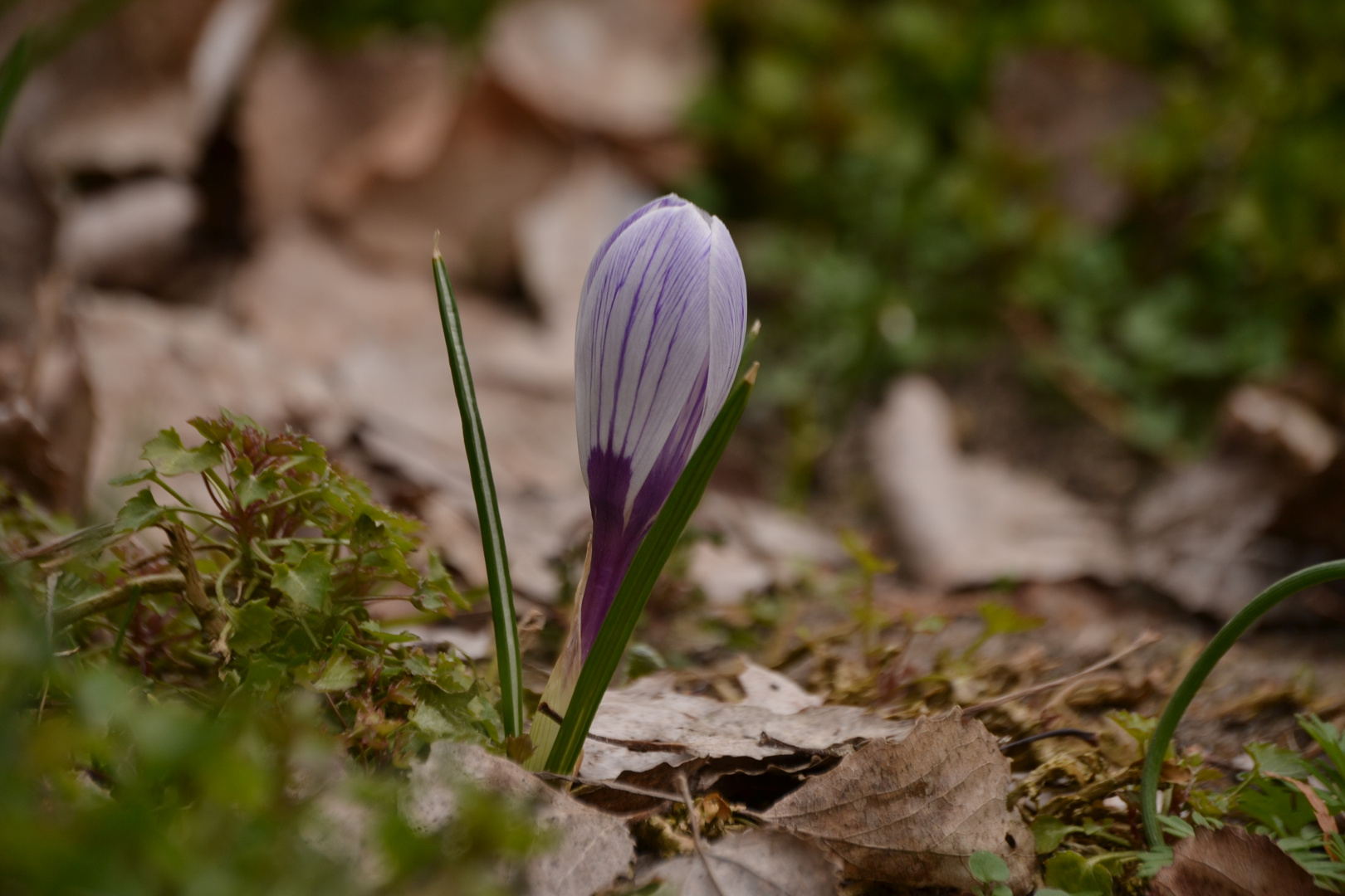 Einwenig Frühlingsgefühle am Frühlingsanfang !