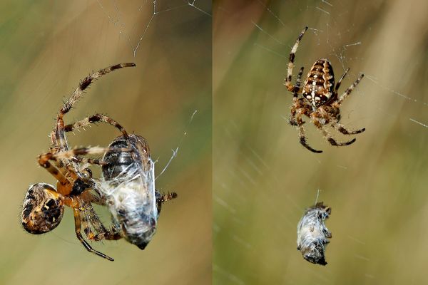 Einwickeln, hängen lassen, verspeisen ...