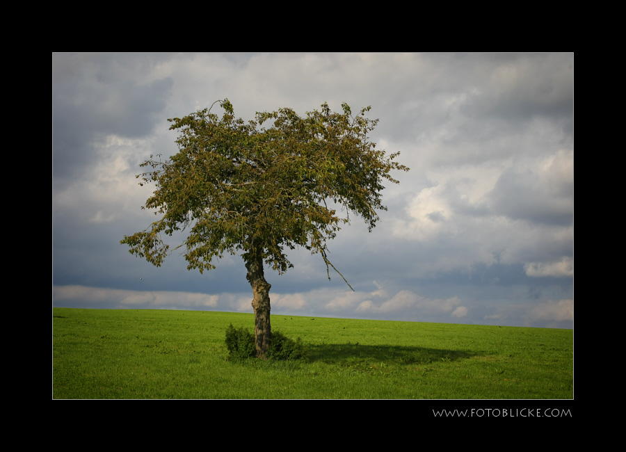 Einzel Baum