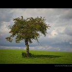 Einzel Baum