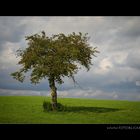 Einzel Baum