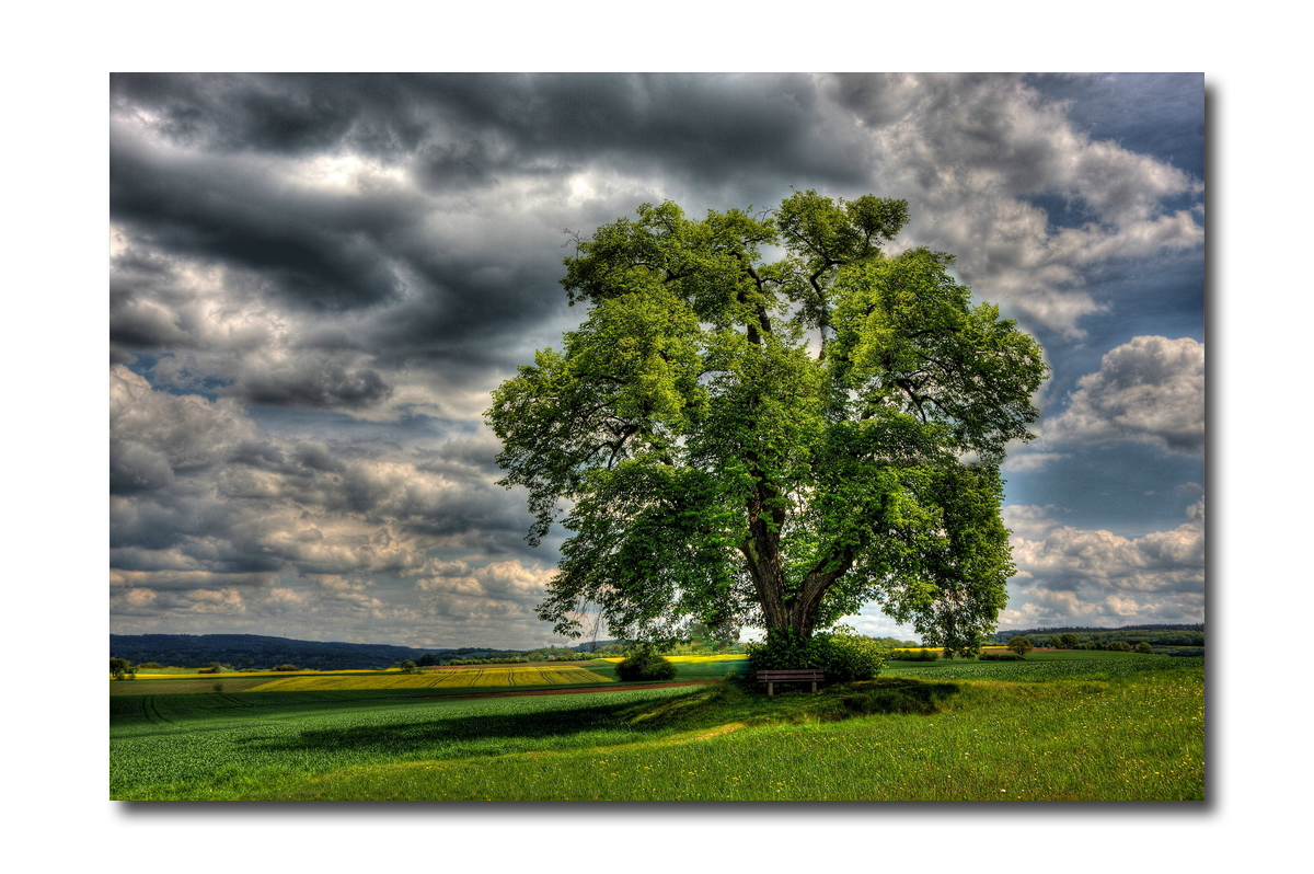 Einzelbaum