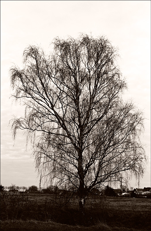 einzelbaum