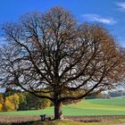 Einzelbaum 