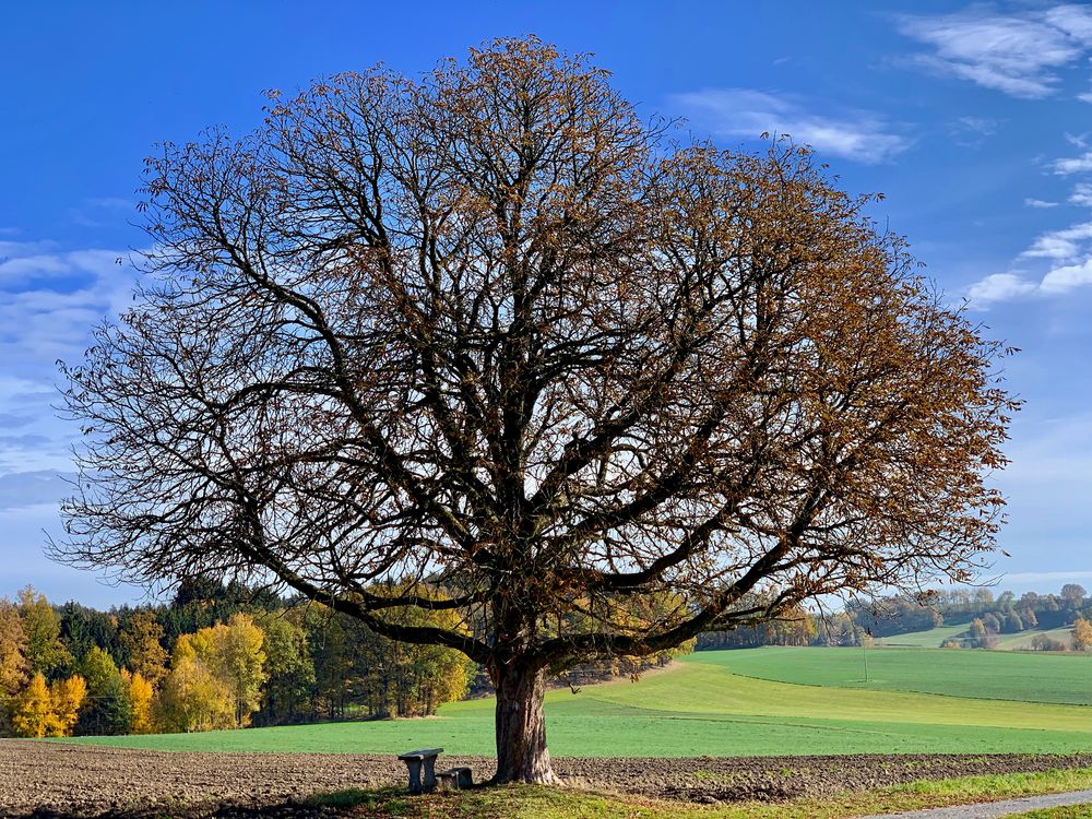 Einzelbaum 