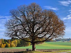 Einzelbaum 