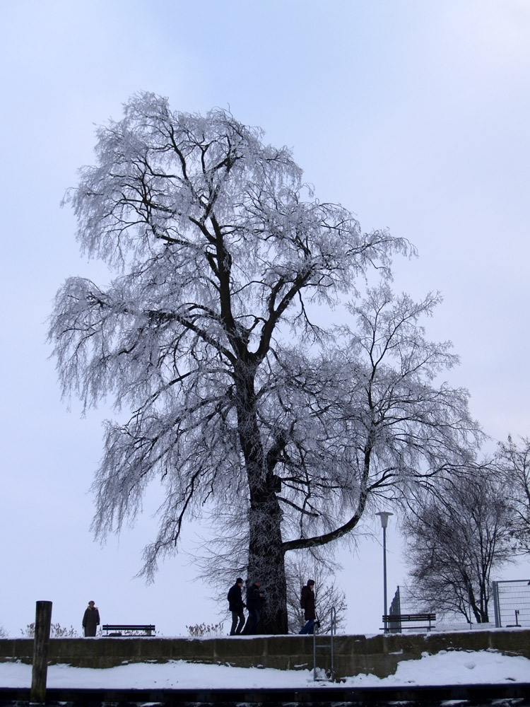 Einzelbaum am Ryck