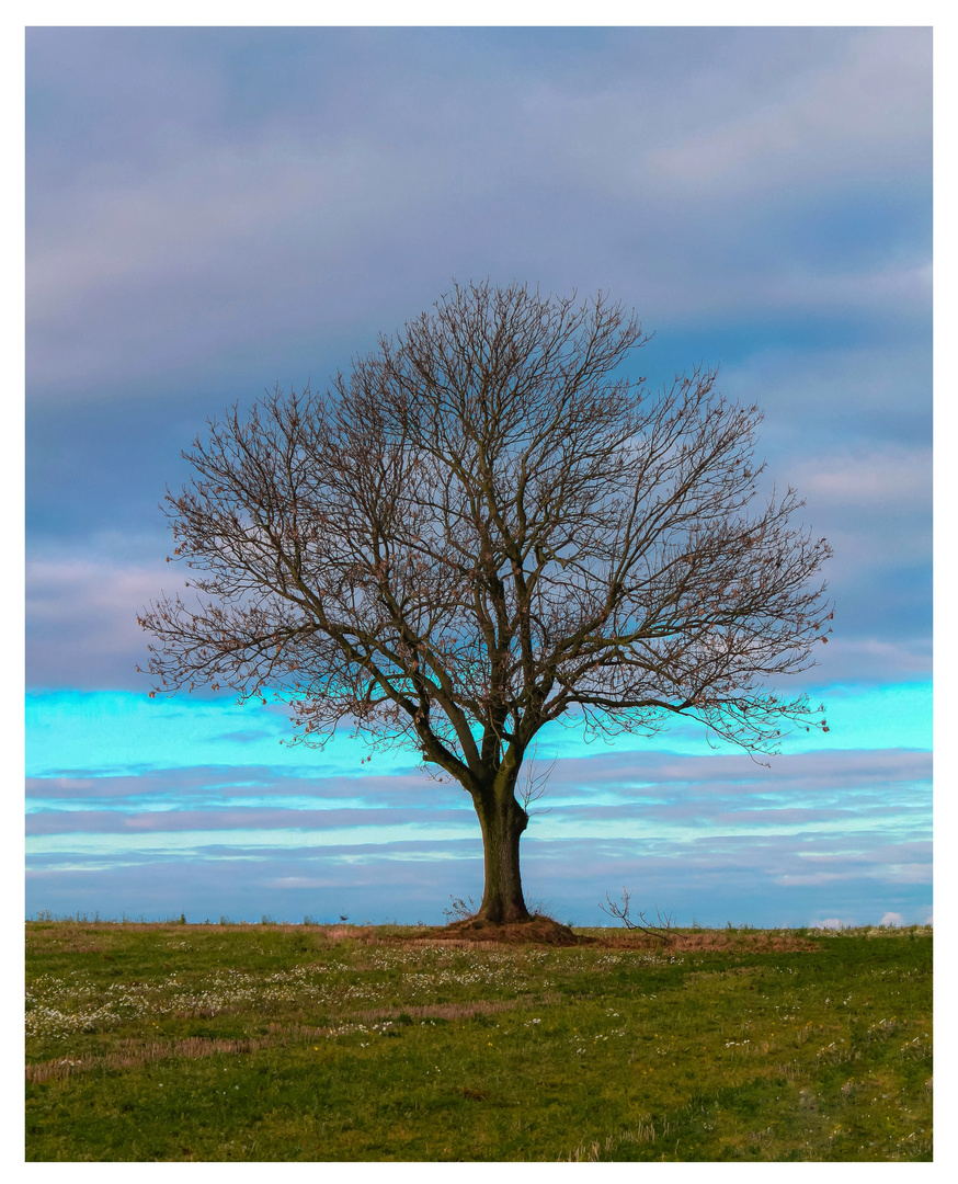 Einzelbaum 