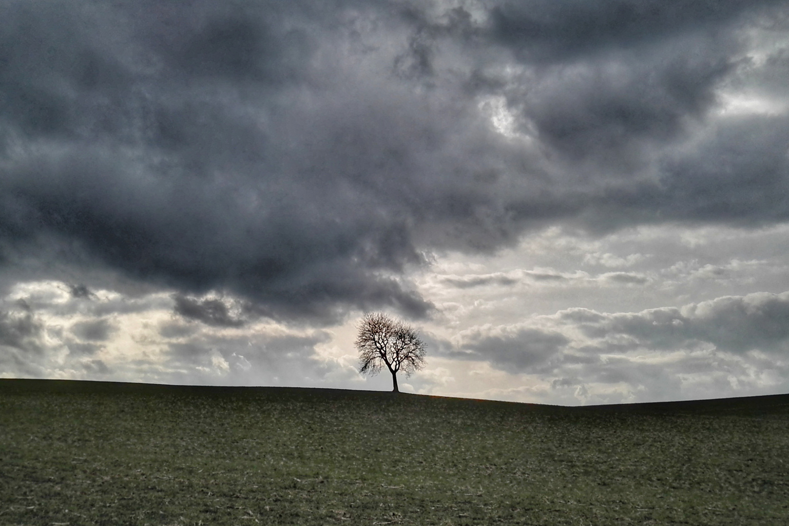 Einzelbaum