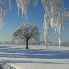 Einzelbaum im Münsterland....