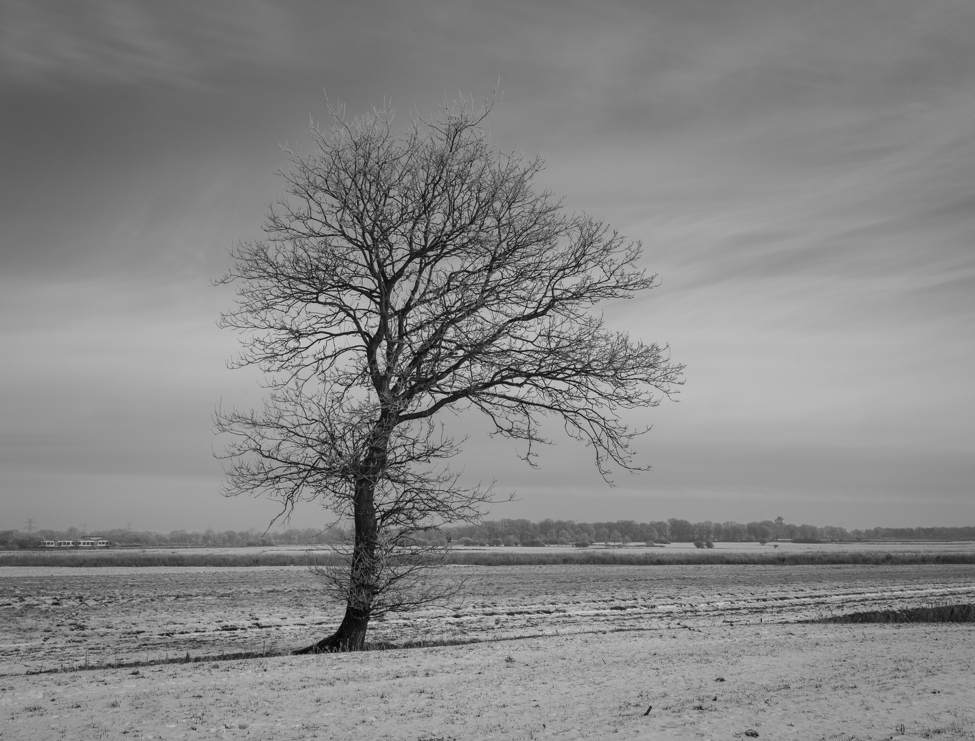 Einzelbaum im Winter