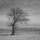 Einzelbaum im Winter