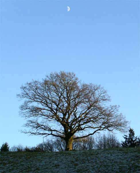 Einzelbaum mit Halbmond