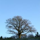 Einzelbaum mit Halbmond