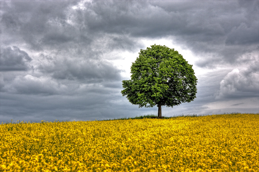 Einzelbaum mit Rapsfeld