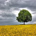 Einzelbaum mit Rapsfeld