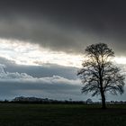 Einzelbaum mit Sonne