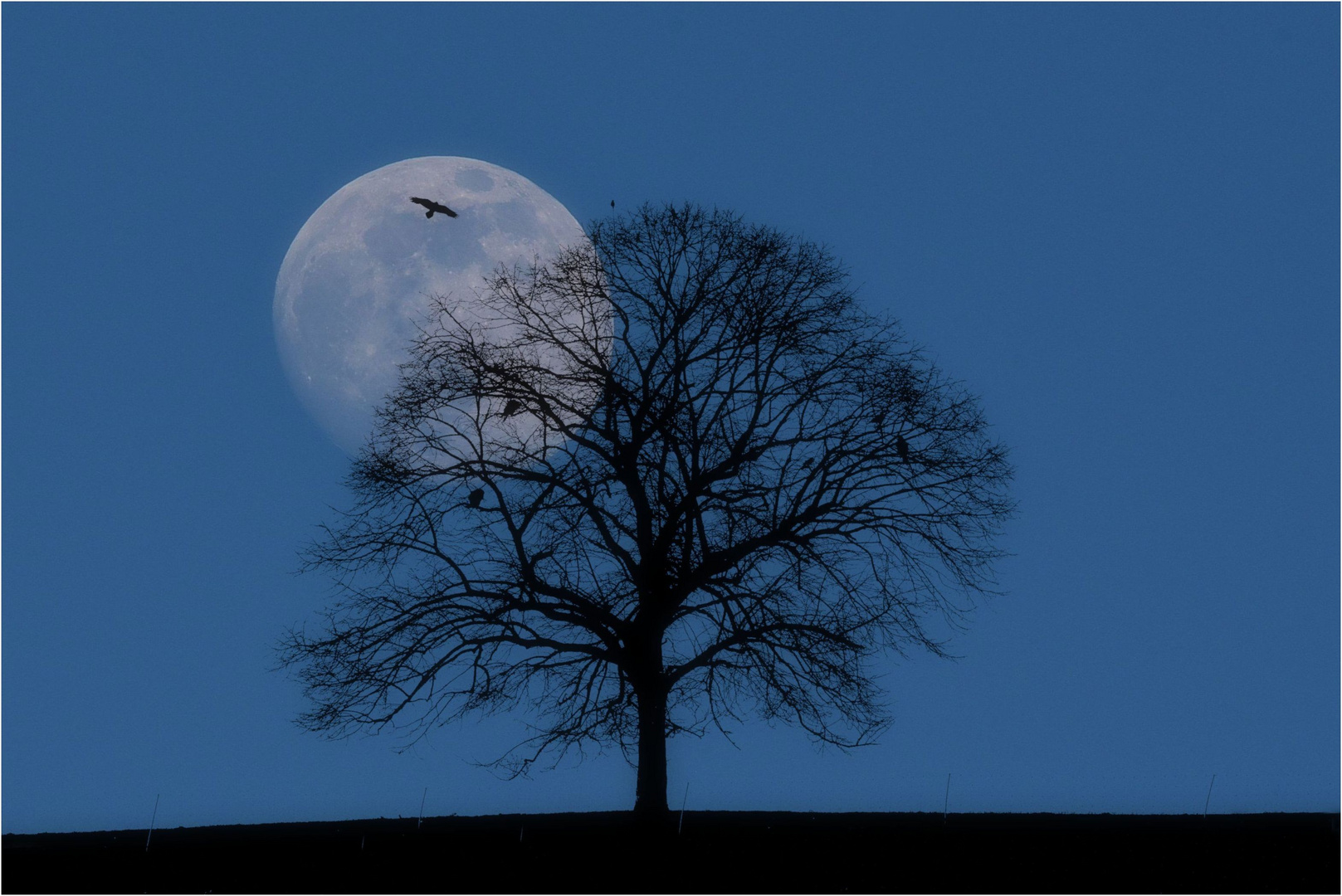 Einzelbaum mit Vollmond