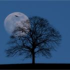 Einzelbaum mit Vollmond