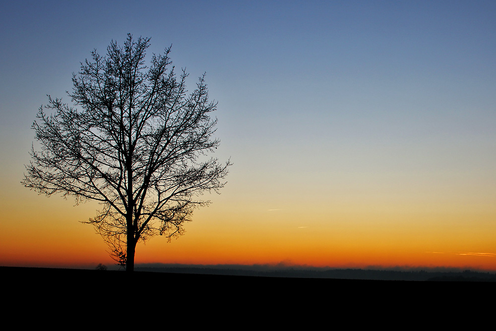 Einzelbaum nach Sonnenuntergang