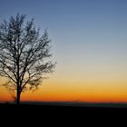 Einzelbaum nach Sonnenuntergang
