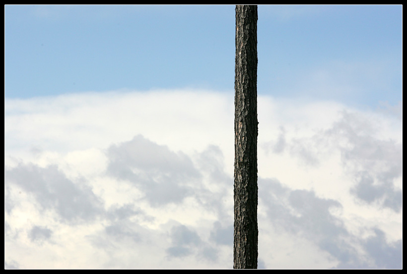 Einzelbaum und Wolken