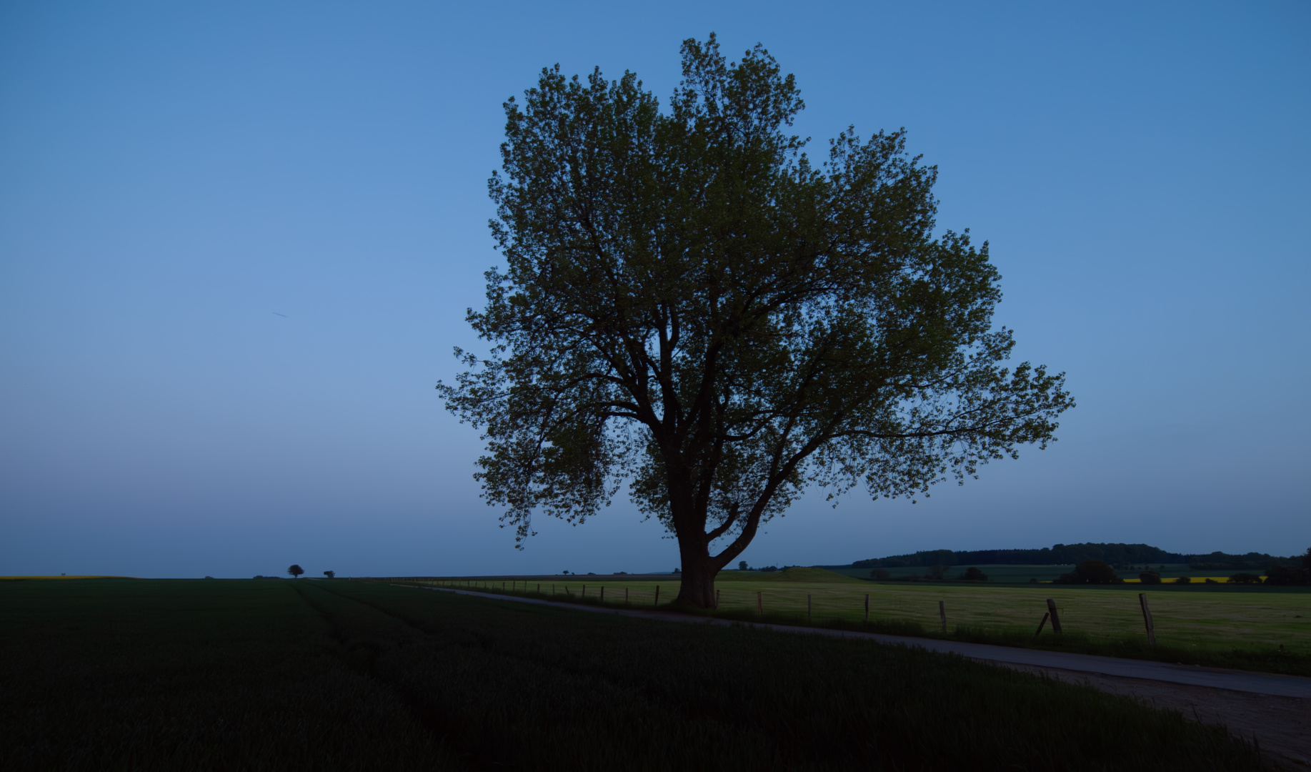 Einzelbaum zur blauen Stunde