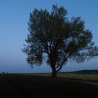 Einzelbaum zur blauen Stunde