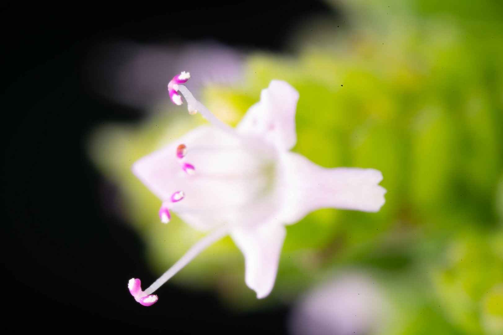 Einzelbild zur Oregano Blüten Stack