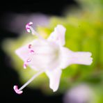 Einzelbild zur Oregano Blüten Stack