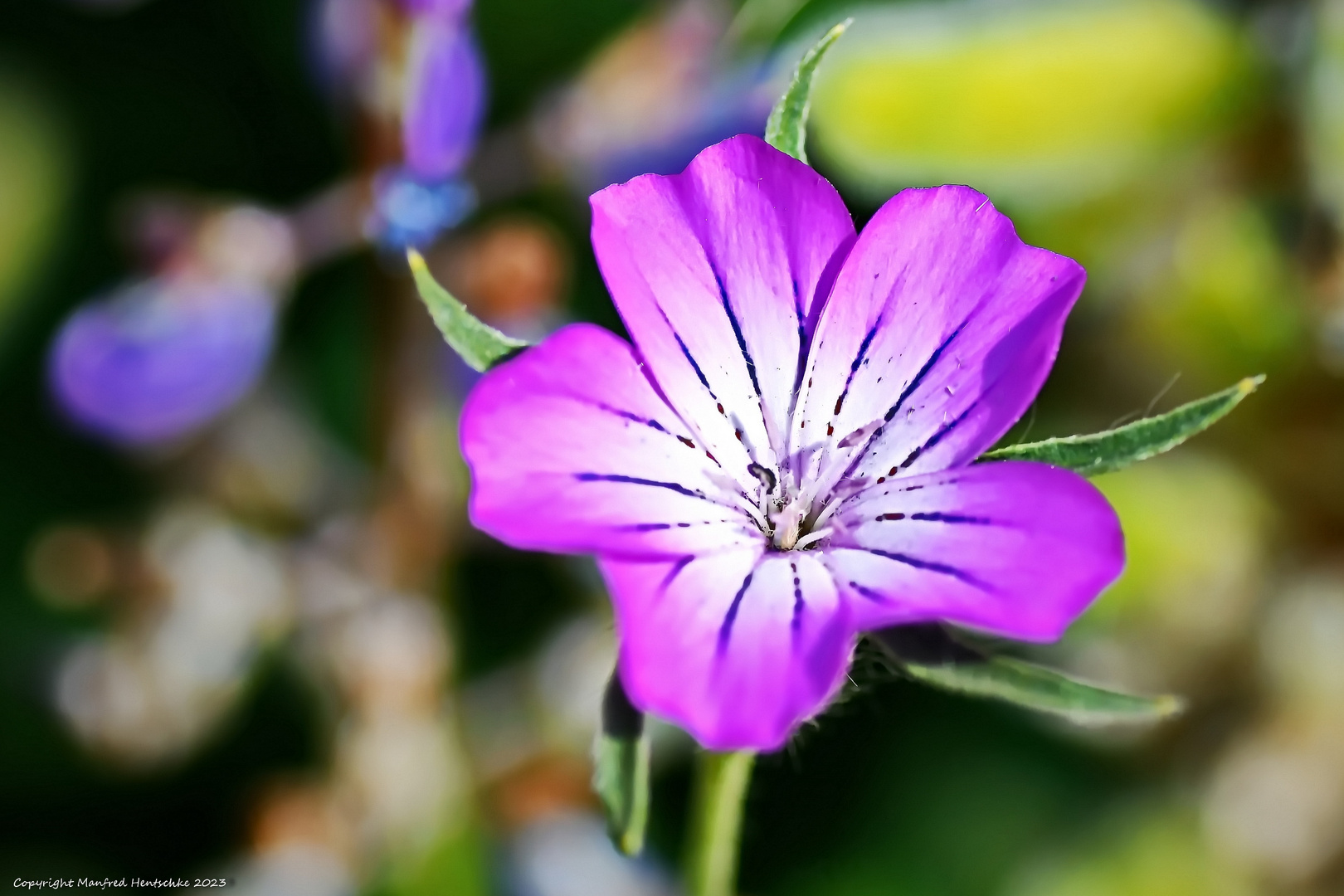 Einzelblüte