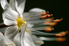 Einzelblüte aus einem Blütenstand