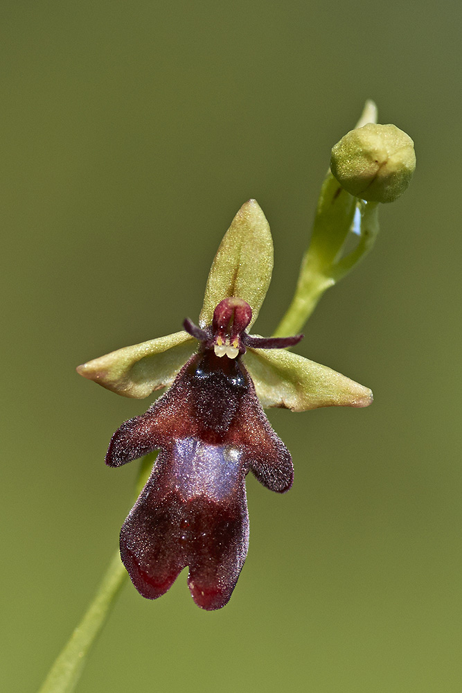 Einzelblüte der Fliegenragwurz