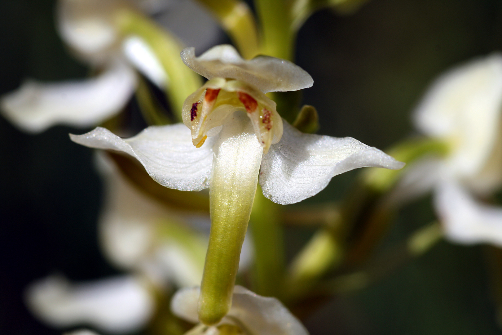 Einzelblüte der Grünlichen Waldhyazinthe