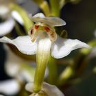 Einzelblüte der Grünlichen Waldhyazinthe