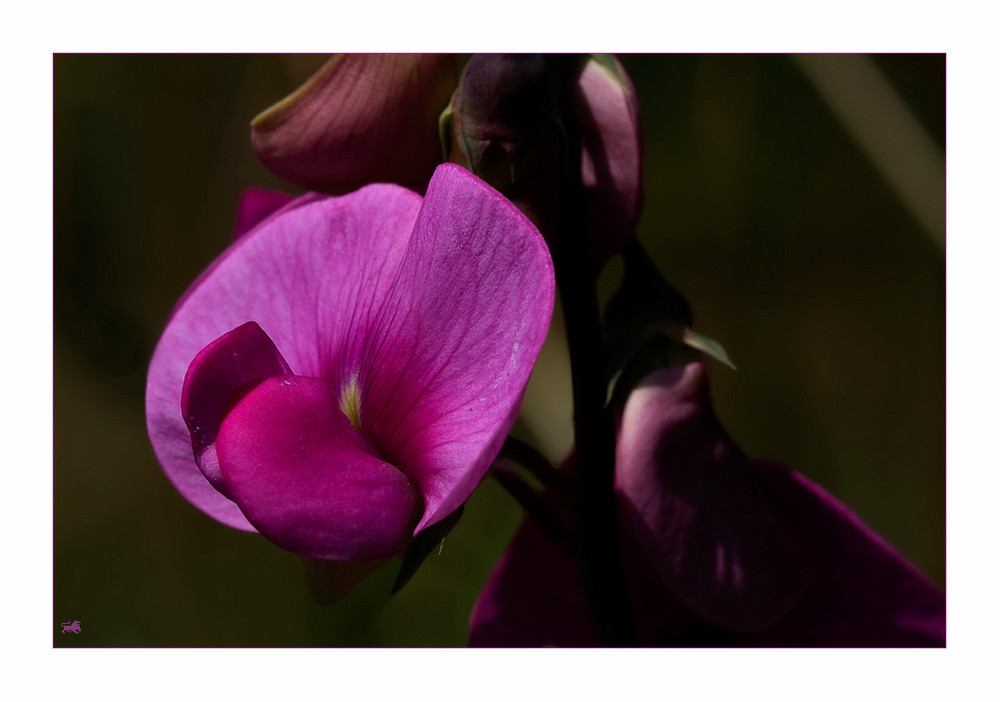 Einzelblüte der Knollen Platterbse