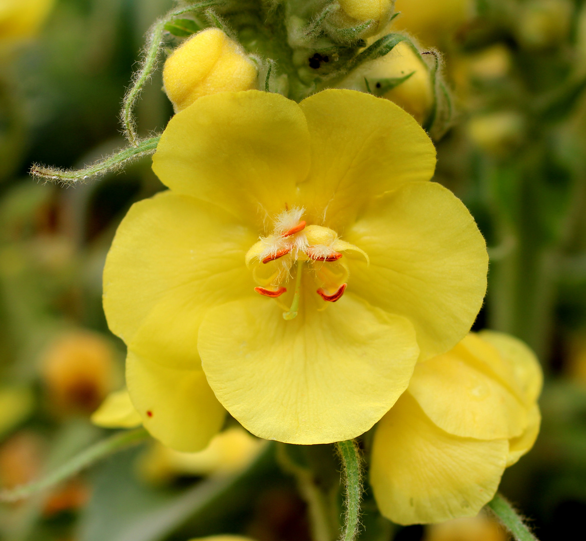 Einzelblüte der Königskerze.